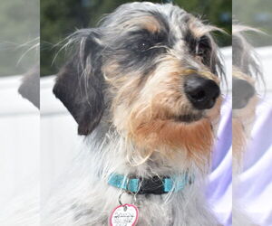 Dachshund Dogs for adoption in Shelbyville, TN, USA