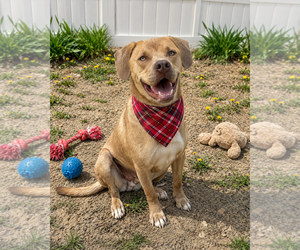 Golden Labrador Dogs for adoption in Mt. Laurel, NJ, USA