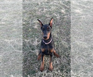 Doberman Pinscher Puppy for sale in FREDERICKTOWN, MO, USA