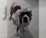 Small #3 American Staffordshire Terrier Mix