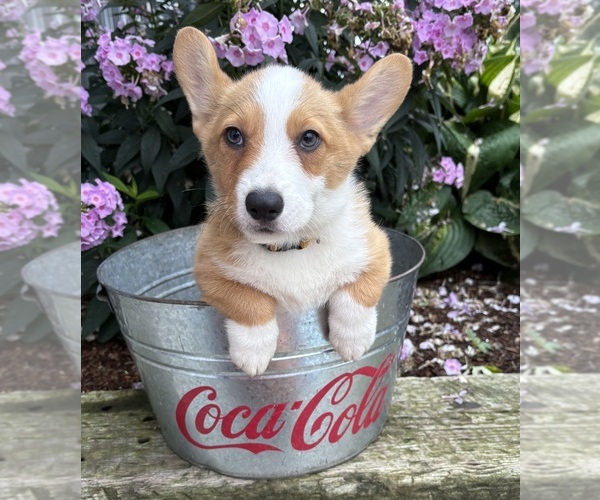 Medium Photo #4 Pembroke Welsh Corgi Puppy For Sale in MIDDLEBURY, IN, USA