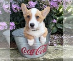 Small #3 Pembroke Welsh Corgi