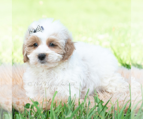 Medium Photo #26 Maltipoo (Toy) Puppy For Sale in WARSAW, IN, USA