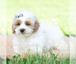 Small Photo #26 Maltipoo (Toy) Puppy For Sale in WARSAW, IN, USA
