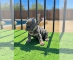Small #2 French Bulldog