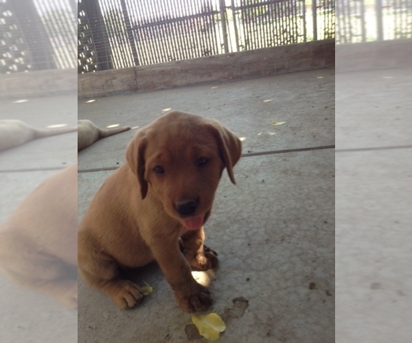 Medium Photo #5 Labrador Retriever Puppy For Sale in LINCOLN, CA, USA