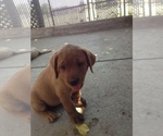 Small Photo #5 Labrador Retriever Puppy For Sale in LINCOLN, CA, USA