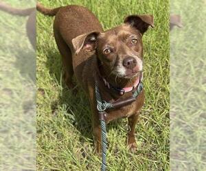 Miniature Pinscher-Unknown Mix Dogs for adoption in Fort Lauderdale, FL, USA