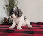 Small #3 Cockapoo (Miniature)