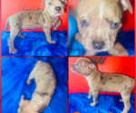 Puppy Puppy 3 American Bully
