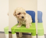 Small Photo #5 Bichon Frise Puppy For Sale in SPARTA, TN, USA