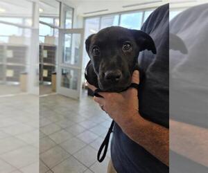 Labrador Retriever-Unknown Mix Dogs for adoption in San Antonio, TX, USA