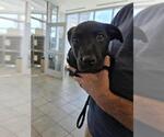 Small Labrador Retriever Mix