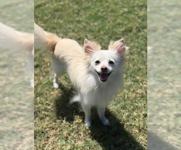 Medium Photo #4 Papillon-Unknown Mix Puppy For Sale in Canton, CT, USA