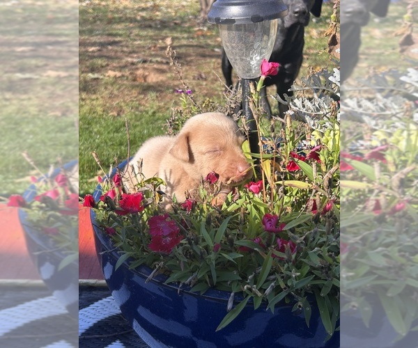 Medium Photo #13 Labrador Retriever Puppy For Sale in LEASBURG, MO, USA