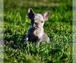Small #1 French Bulldog
