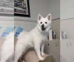Small #15 Pomeranian Mix
