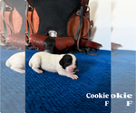 Small #1 Cavapoo