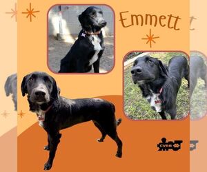 Border Collie-Unknown Mix Dogs for adoption in Lindsay, CA, USA