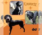 Emmett - Male Border Collie-Unknown Mix Dog for Adoption - Small photo