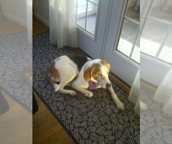 Medium Photo #5 Mutt Puppy For Sale in Fairfax, VA, USA