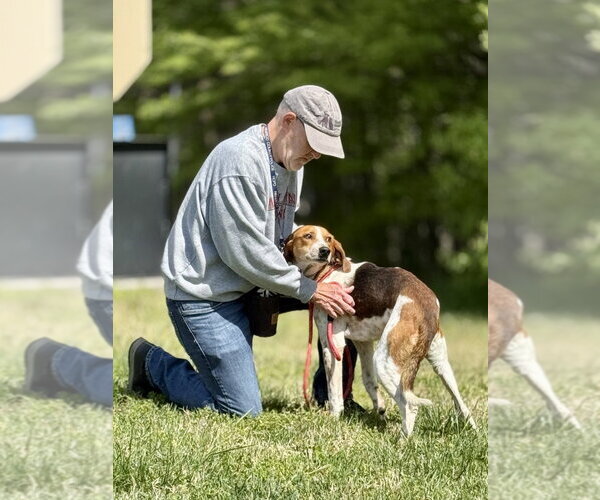 Medium Photo #4 Mutt Puppy For Sale in Glen Allen, VA, USA