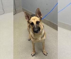 German Shepherd Dog-Unknown Mix Dogs for adoption in Las Vegas, NV, USA