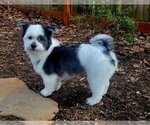Small Photo #9 Havashu Puppy For Sale in Greensboro, NC, USA