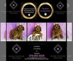 Small Photo #13 Cavapoo (Miniature) Puppy For Sale in WARSAW, IN, USA