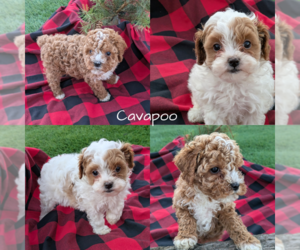 Cavapoo-Poodle (Toy) Mix Litter for sale in GOSHEN, IN, USA