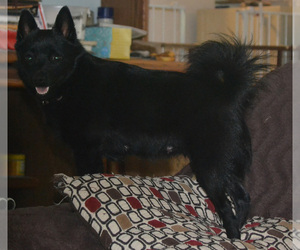 Mother of the Schipperke puppies born on 04/19/2019