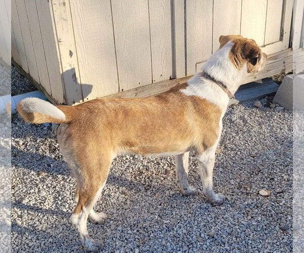 Medium Photo #7 Border Collie-Pointer Mix Puppy For Sale in Stover, MO, USA