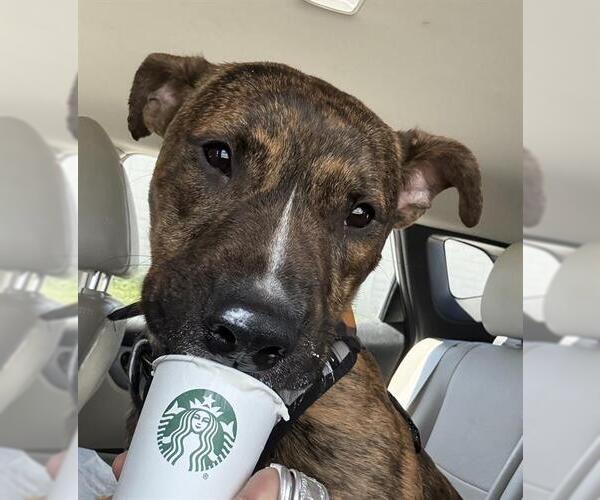 Medium Photo #2 Mutt Puppy For Sale in West Valley, UT, USA