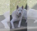 Small #30 Huskies  Mix