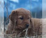Small Golden Retriever