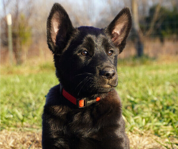 Medium Photo #4 Belgian Malinois Puppy For Sale in THAYER, MO, USA