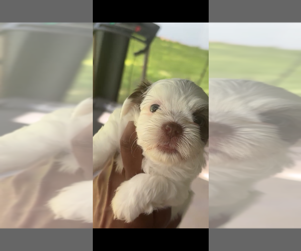 Medium Photo #5 Mal-Shi Puppy For Sale in CAPE CORAL, FL, USA