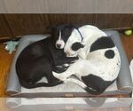 Small #17 American Pit Bull Terrier-Labrador Retriever Mix