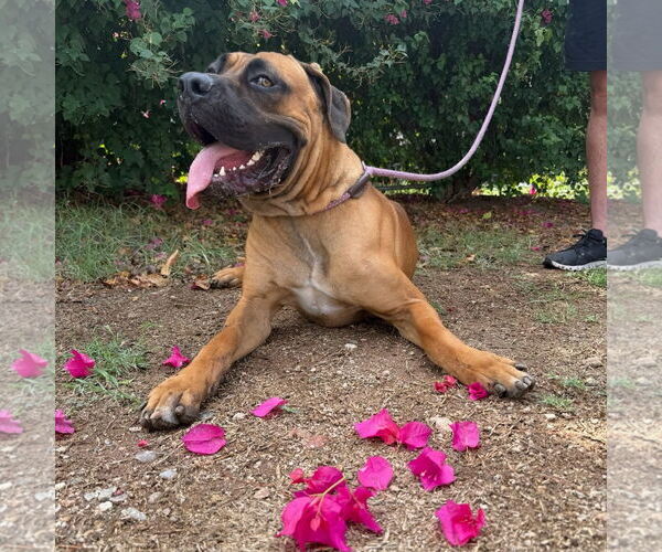 Medium Photo #3 Mastiff Puppy For Sale in Goodyear, AZ, USA