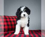 Small Photo #2 Miniature Bernedoodle Puppy For Sale in DALTON, OH, USA
