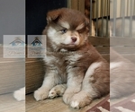 Small Photo #19 Pomsky Puppy For Sale in RAMSEY, MN, USA