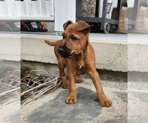 Irish Terrier Puppy for Sale in WATERLOO, New York USA
