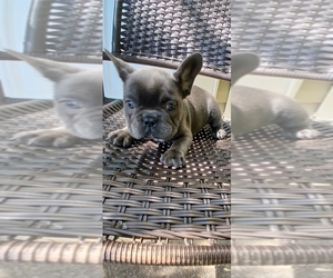 French Bulldog Puppy for sale in STONE MOUNTAIN, GA, USA
