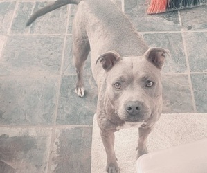 Mother of the Boxador-Bullboxer Pit Mix puppies born on 03/22/2025