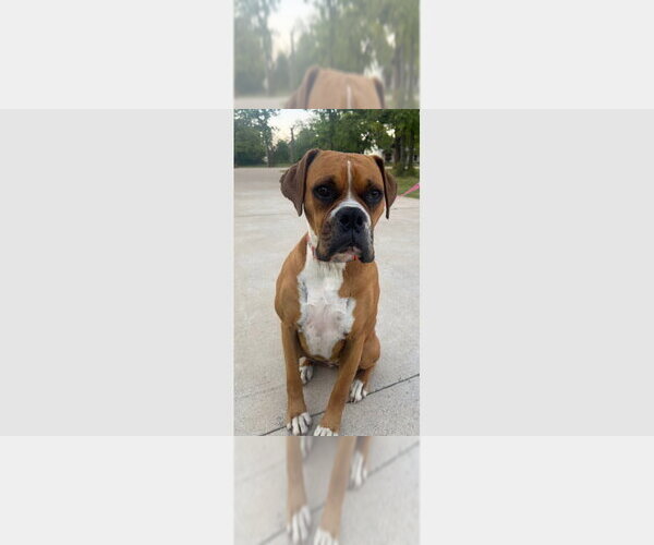 Medium Photo #1 Boxer Puppy For Sale in Austin, TX, USA