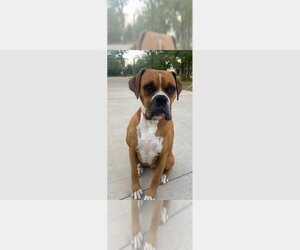 Boxer Dogs for adoption in Austin, TX, USA