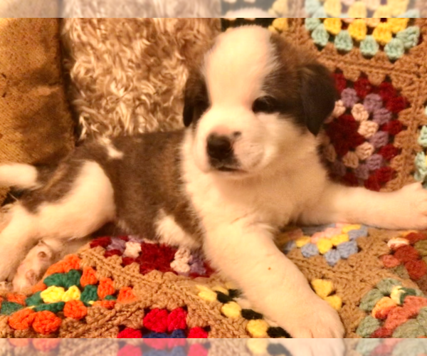 Medium Photo #1 Saint Bernard Puppy For Sale in DIVIDE, CO, USA