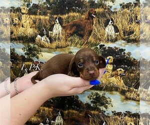 Dachshund Puppy for sale in WINNSBORO, LA, USA