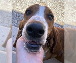 Small #2 Basset Hound