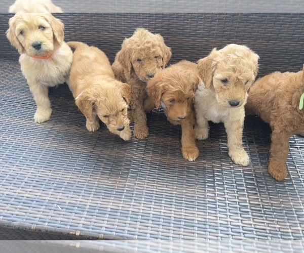Goldendoodle PUPPY FOR SALE ADN719637 Daisys F2B Goldendoodles